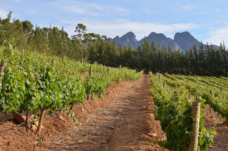 Top 10 Reasons to Visit Cape Town - Wine Farms