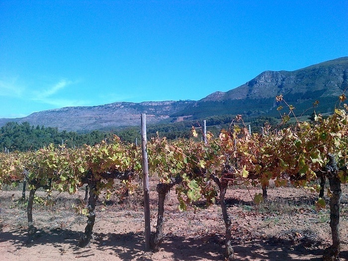 20 Free Things To Do in Cape Town - Wine Tasting