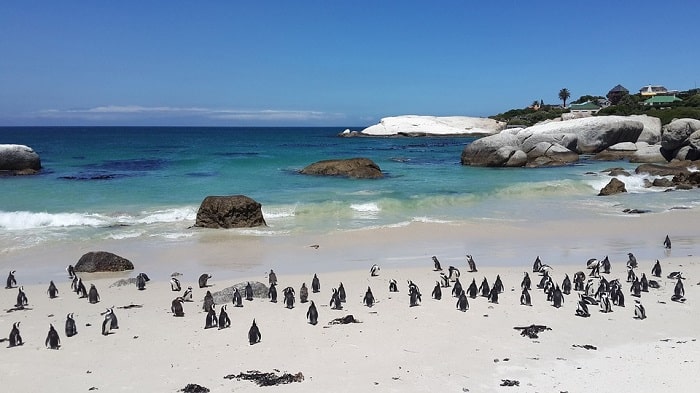Beautiful Cape Town Beaches - Boulders Beach