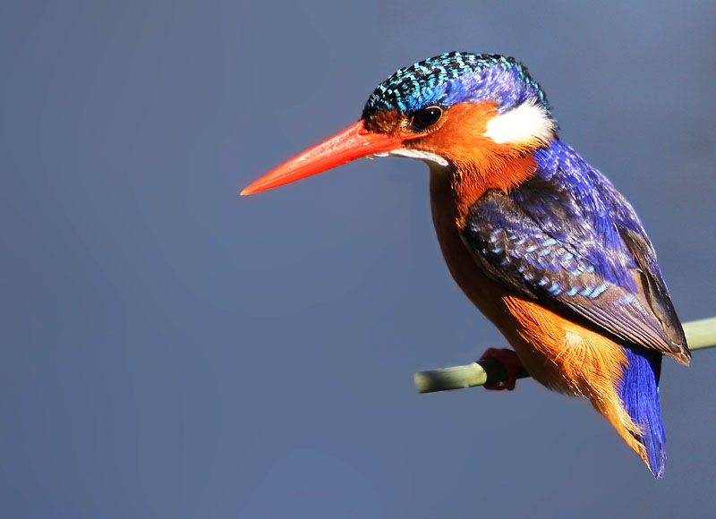 Cape Town for families