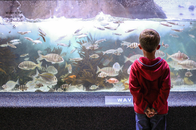 Cape Town for families