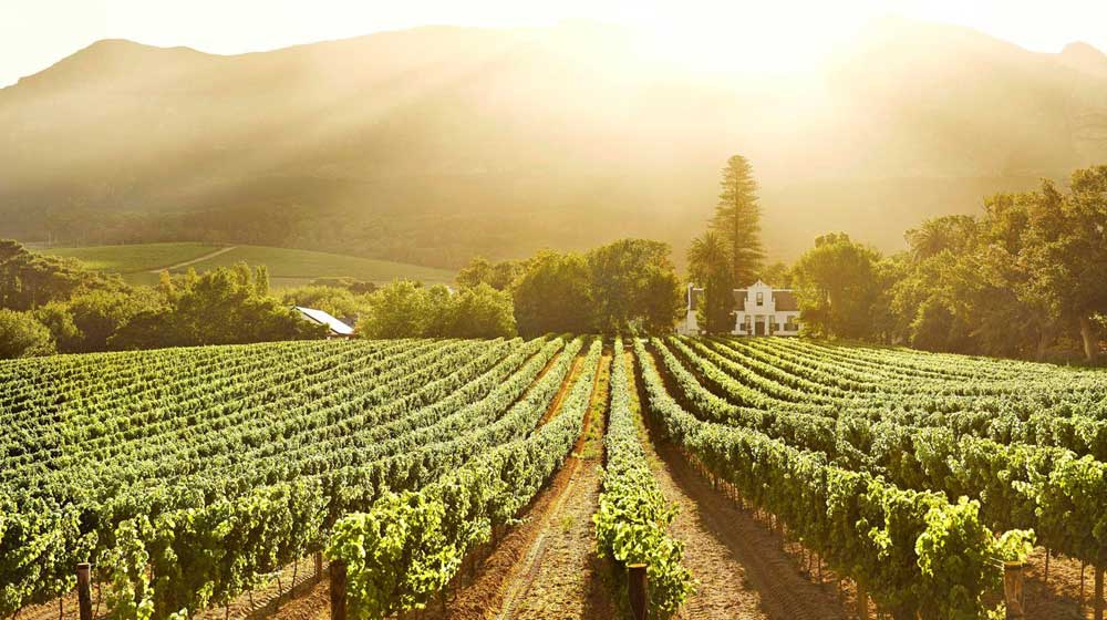 wine regions in the Western Cape